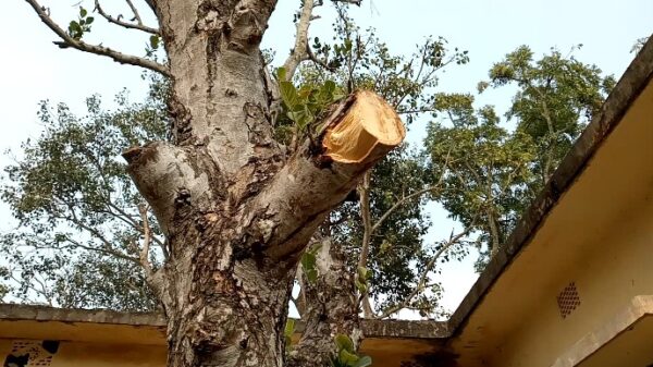 নাটোরের লালপুরে বিনা অনুমতিতে সরকারি গাছ কর্তন! জানাজানি হলে সরিয়ে ফেলার চেষ্টা