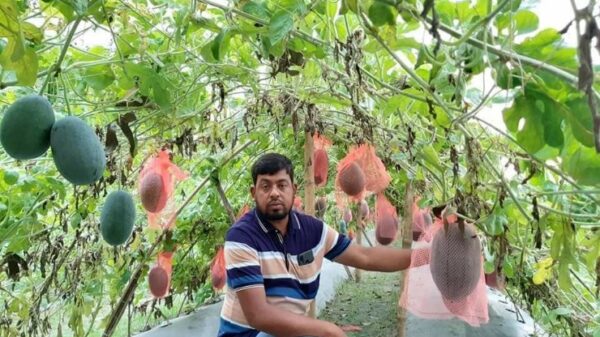 বড়াইগ্রামে এই প্রথম মালচিং পদ্ধতিতে তরমুজ চাষ।