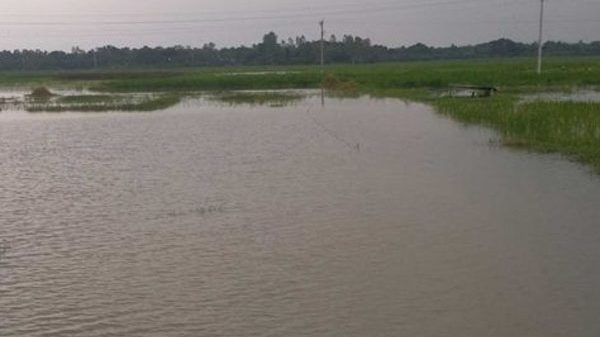 গুরুদাসপুরে পানির নিচে ধান ও সবজি ক্ষেত