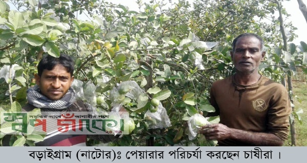 নাটোরের বড়াইগ্রামে বরই ও পেয়ারা চাষে স্বাবলম্বী কৃষক