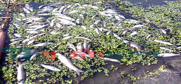 লালপুরে পূর্ব  শত্রুতার জেরে ১০ লক্ষাধিক টাকার মাছ নিধন!