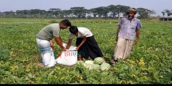 সিংড়া ও গুরুদাসপুরে তরমুজসহ সাথী ফসলে কৃষকের অভাবনীয় সাফল্য