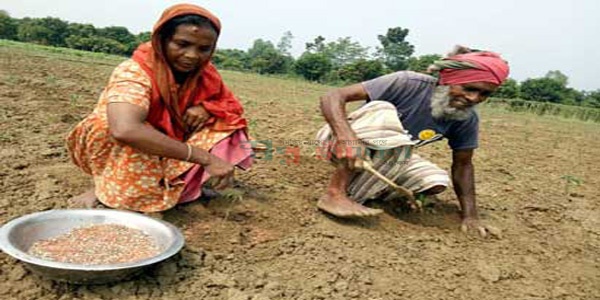 পুরুষের সাথে সমান তালে কাজ করেও ন্যায্য মজুরি থেকে বঞ্চিত বাগাতিপাড়ার নারী কৃষি শ্রমিকরা