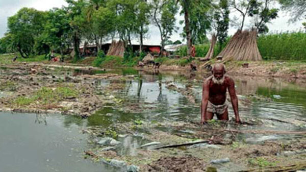 নাটোরের বাগাতিপাড়ায় পানি সংকটে পুকুর ভাড়া করে পাট জাগ দিচ্ছে কৃষক