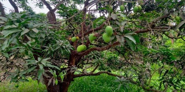 লালপুরে খরতাপে ঝরে পড়ছে মধুমাসের ফল, দুশ্চিন্তায় চাষিরা